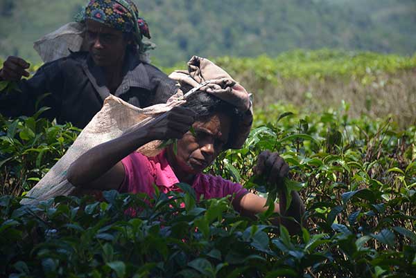 The women of the hills who serve you tea