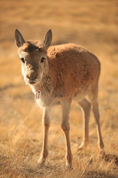 Protecting the antelopes