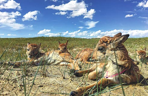 Protecting the antelopes