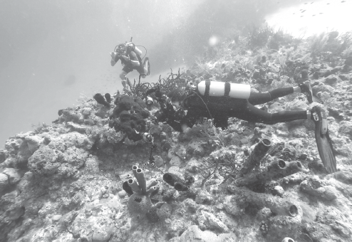 Cuba's pristine and protected coral reefs