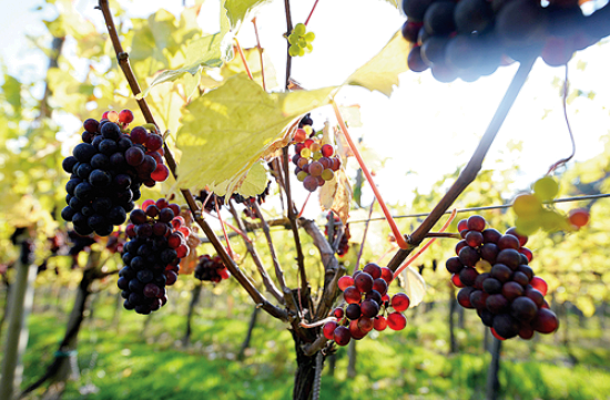 Climate change is good news for English wine