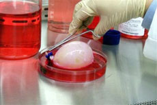 A doctor at the Institute for Regenerative Medicine at Wake Forest University School of Medicine dips a specially constructed biodegradable mold, shaped like a bladder, and seeded with human bladder cells, into a growth solution at Wake Forest Uinversity in Winston-Salem, N.C., Thursday, March 30, 2006. The laboratory-grown transplants are made from tissue samples from a patient's diseased organs. [AP]