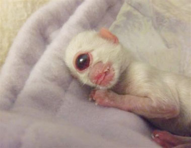Cy, short for Cyclops, a kitten born with only one eye and no nose, is shown in this photo provided by its owner in Redmond, Oregon, on Wednesday, Dec. 28, 2005. The kitten, a ragdoll breed, which died after living for one day, was one of two in the litter. Its sibling was born normal and healthy. (AP