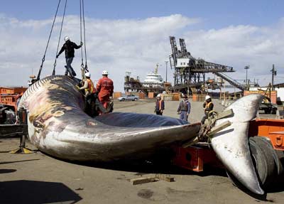 Workers fix lines as they prepare to hoist a 45-tonne fin whale onto a flatbed truck in Contrecouer, Quebec April 10, 2006. The endangered whale was believed to have become caught on the propellers of a Danish cargo ship and drifted back down the St. Lawrence River after sailors released the dead animal from their ship. [Reuters]