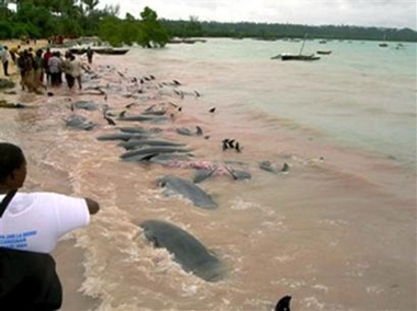 At least 400 dead dolphins were found on Zanzibar's northern coastline early Friday, April 28, 2006, alarming villagers, fishermen and tour operators, residents said. It was not immediately clear what killed the dolphins, whose carcasses were found along a 4-kilometer (2.5-mile) stretch of Nungwi, a popular tourist destination in this semiautonomous Indian Ocean archipelago, said Narriman Jidawi, a marine biologist at the Institute of Marine Science in Zanzibar.