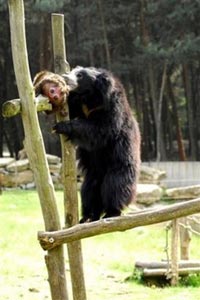 A Sloth bear eats a Barbary macaque monkey at the Beekse Bergen Safari Park in Hilvarenbeek, south Netherlands on Sunday, May 14, 2006. Bears killed and ate a monkey in a Dutch zoo in front of horrified visitors, the zoo said Monday. (AP Photo