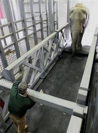 Rob Smith tries to coax Maggie, the Alaska Zoo's elephant, onto her custom treadmill in a pen at the zoo in Anchorage, Alaska, Tuesday, May 16, 2006. For two months the staff at the Alaska Zoo have been trying to coax the Maggie onto her exercise equipment will no success. Zoo director Pat Lampi says it may take months and months to get the elephant actually using her treadmill. (AP Photo