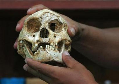 A scientist holds the skull of the remains of one of Indonesia's hobbit-sized humans in Jakarta on November 1, 2004. Hobbit-sized humans who survived on an isolated Indonesian island until 12,000 years ago were smart enough to make stone tools even though they had small brains, scientists said on Wednesday. (Beawiharta/Reuters)