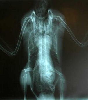 This undated photo provided by the International Bird Rescue Research Center, shows an X-ray taken Sunday, May 21, 2006, of an injured duck with a broken wing. The International Bird Rescue Research Center in Cordelia. Calif., plans to raise funds with an unusual duck X-ray, which they say shows the clear image of what appears to be the face, or head, of an extraterrestrial alien in the bird's stomach. Unfortunately, the duck died quickly and quietly of its injuries. (AP