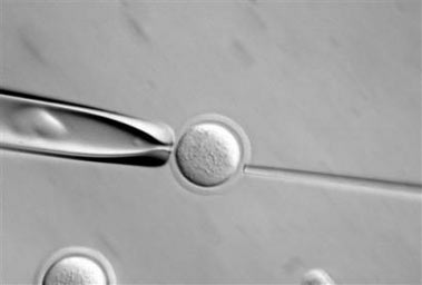 In this image provided by Harvard University, graduate student Jacqueline Rosains works with mouse embryonic stem cells, performing a nuclear transfer between the cells, date unknown in Cambridge, Mass. Harvard University Stem Cell Institute members George Daley, Doug Melton and Kevin Eggan announced, during a news conference, they have begun efforts to create stem cells by cloning human embryos, joining the race among a small group of scientists in this controversial pursuit, Tuesday, June 6, 2006, in Cambridge, Mass. (AP Photo