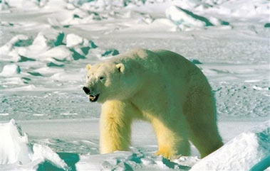 This undated file photo from the U.S. Fish and Wildlife Service's Alaska Image Library shows a polar bear. (AP Photo/U.S. Fish and Wildlife Service, FILE)
