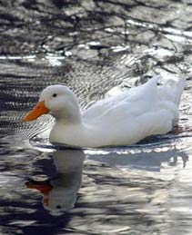 A duck swims in a pond in this February 26, 2006 file photo. A mother duck brought traffic in central Dublin to a standstill for an annual event Friday as she marched her seven ducklings to a pond for their first swim. (