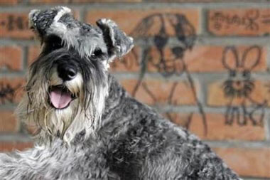 A miniature schnauzer is seen in this May 20, 2006 file photo. Millions of Americans believe pets on the job lower absenteeism and encourage workers to get along, according to the survey by the American Pet Products Manufacturers Association. (Claro Cortes IV/Reuters)
