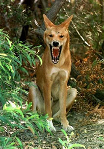 A wild Australian dingo bares its teeth on Fraser Island in an undated file photo. Researchers at Curtin University have been startled by the effectiveness of urine from Australia's wild dogs in scaring off kangaroos which chew through areas of new-growth vegetation. (News Limited/Graeme Parkes/Reuters)