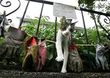 Willy, a 1-year-old cat is photographed Thursday, July 20, 2006, with a display of several pairs of garden gloves that he took from unknown yards in his neighborhood in Pelham, N.Y. Willy has brought home nine pairs of gloves and five singles over several weeks laying them on his owners' front or back porches. (AP Photo