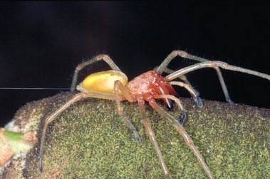 a venomous yellow sack spider