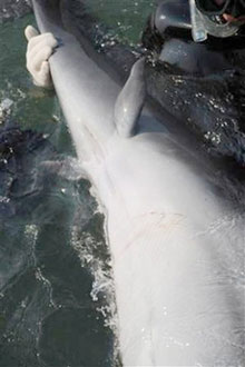 In this photo released by Taiji Whale Museum, divers hold a bottlenose dolphin which has an extra set of human palm-sized fins near its tail in Taiji, Wakayama prefecture (state) in western Japan, on Saturday November 4, 2006. Japanese researchers said Sunday that the could be the remains of back legs, providing further evidence that ocean-dwelling mammals once lived on land. (AP