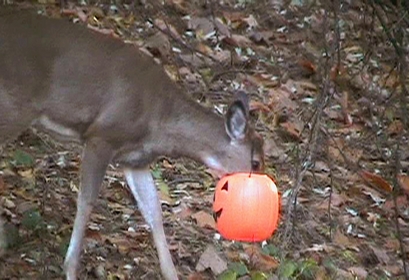 Fake pumpkin haunts deer Fake pumpkin haunts deer