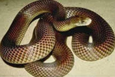 An Australian snake in an undated photo. A driver threatened police with a live snake after he was pulled over for a breath test for driving under the influence of alcohol, police said on Monday. 