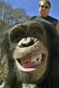 chimp, animal, animal's right