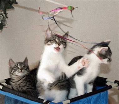 This photo released by the Texas A&M University's College of Veterinary Medicine and Biomedical Science shows the three kittens Wednesday, Dec. 13, 2006, 