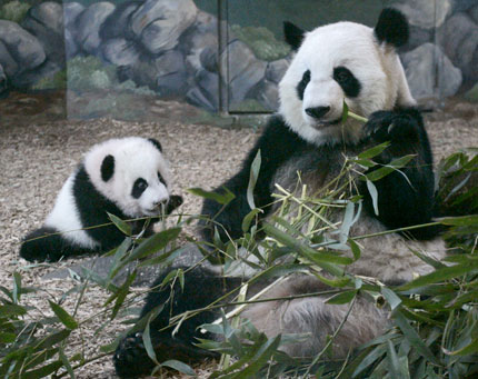 Giant Panda cub Mei Lan who was born on September 6, 2006 makes her formal debut at Zoo Atlanta with her mother Lun Lun (R) in Atlanta, Georgia, January 12, 2007. 