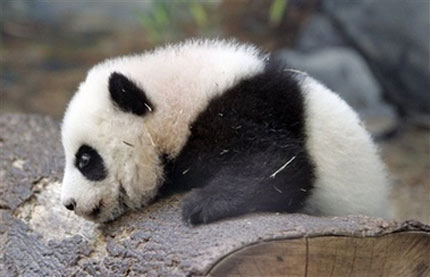 Mei Lan, a Giant Panda born at Zoo Atlanta Sept. 6, 2006 at the zoo explores her new habitat during a preview for the media Friday, Jan. 12, 2007 in Atlanta. (AP Photo