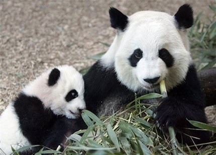 Mei Lan, a Giant Panda born at Zoo Atlanta Sept. 6, 2006 at the zoo in Atlanta explores her new habitat with her mother Lun Lun during a preview for the media Friday, Jan. 12, 2007 in Atlanta.