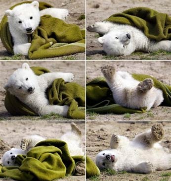 Combo shows Knut the polar bear cub playing with a blanket during his first public appearance in the Berlin Zoo Friday, March 23, 2007. Television crews and photographers jockeyed with hundreds of excited children at Berlin's Zoo on Friday, all eager for a first glimpse of the fuzzy white polar bear cub who has captured hearts across the globe. (AP Photo