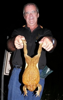 In this photo supplied by Frogwatch, Bob Gonion holds a 40 centimeter (15 inch) long cane toad near Darwin, Australia, on Monday, March 26, 2007. Weighing nearly 1 kilogram (2 pounds), the toad is amongst the largest secimens ever captured in Australia. (AP