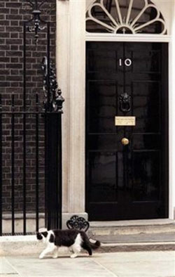 UK's most famous cat runs out of life