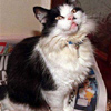 UK's most famous cat runs out of life