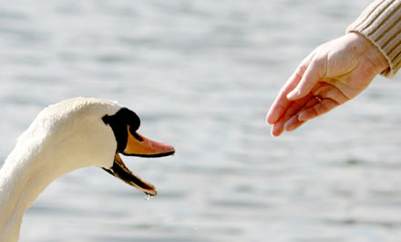 Dead swan in London tested H5N1 positive