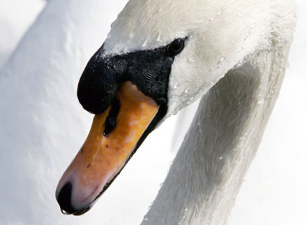 Dead swan in London tested H5N1 positive