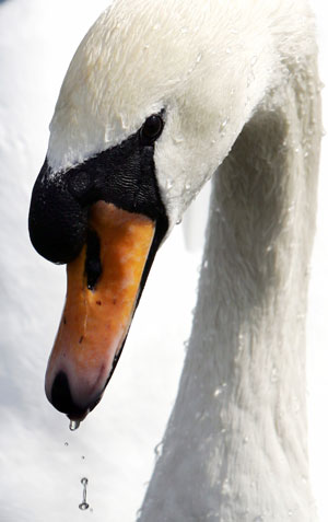 Dead swan in London tested H5N1 positive