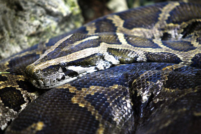 Huge Burmese python