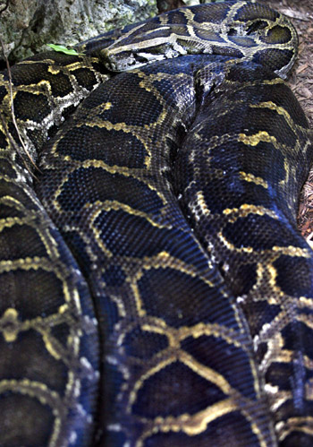 Huge Burmese python