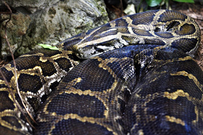 Huge Burmese python