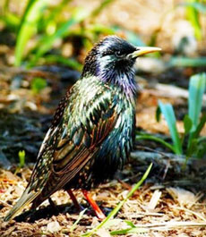 Songbirds may be able to learn grammar