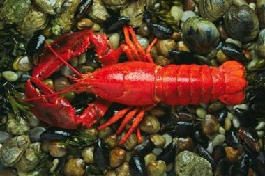 Italy restaurant fined for 'cruel' lobster display