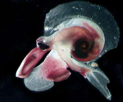 Scientists find new species in Atlantic