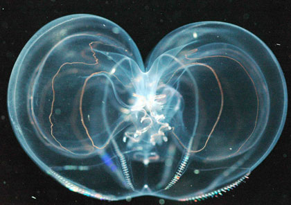 Scientists find new species in Atlantic
