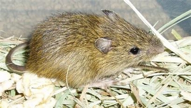 New Study: Tiny mouse deserves protection
