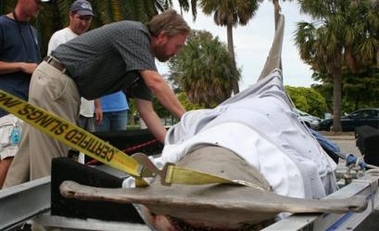 Fla. angler lands what may be record shark