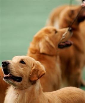 Court bars man from seeing dog