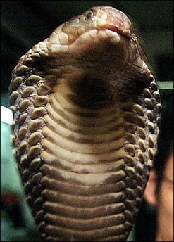 Charmed woman marries cobra