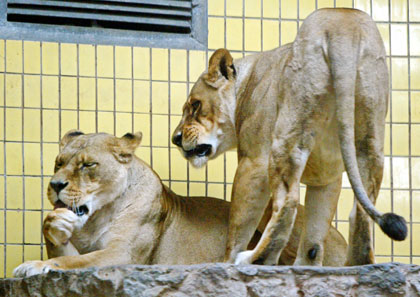 Lioness in zoo kills man who invoked God