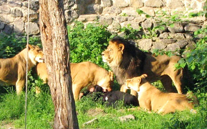 Man mauled to death by lions in Kiev zoo
