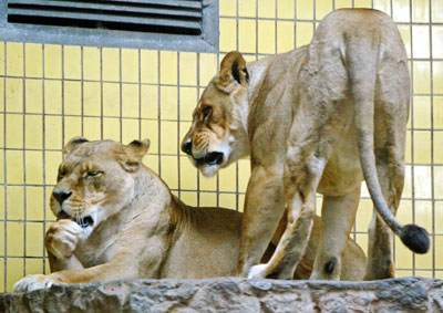 Man mauled to death by lions in Kiev zoo