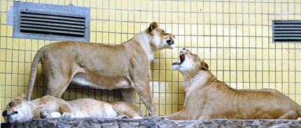 Man mauled to death by lions in Kiev zoo